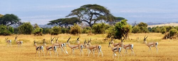 eritreapan